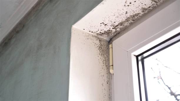 Environmental Consulting for Mold Prevention in West Liberty, OH