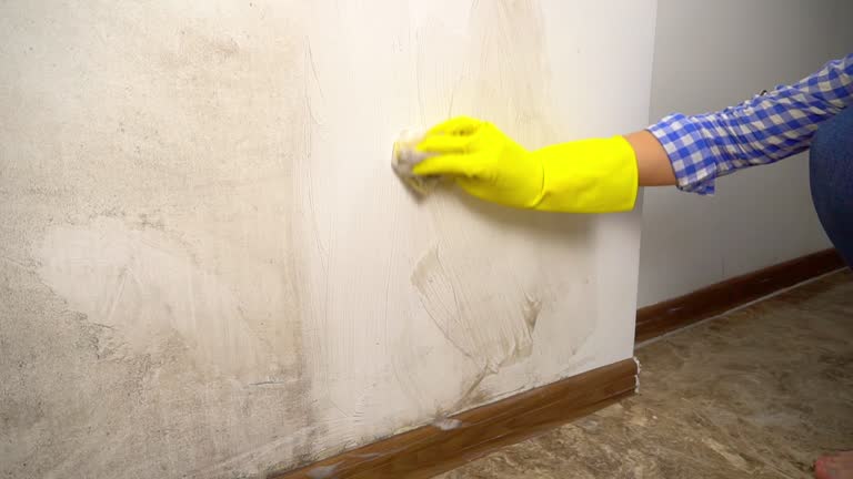 Professional Mold Inspection, Removal & Remediation in West Liberty, OH